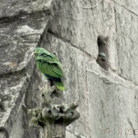 Orange Winged Amazonian Parrot